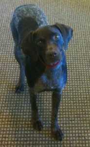 Allie, a German Short-Haired Pointer - visiting the iMGA office