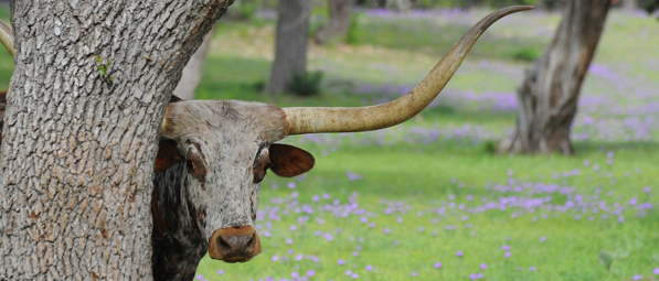 Photo of GC the Longhorn - part of the iMGA Texas Heritage Collection
