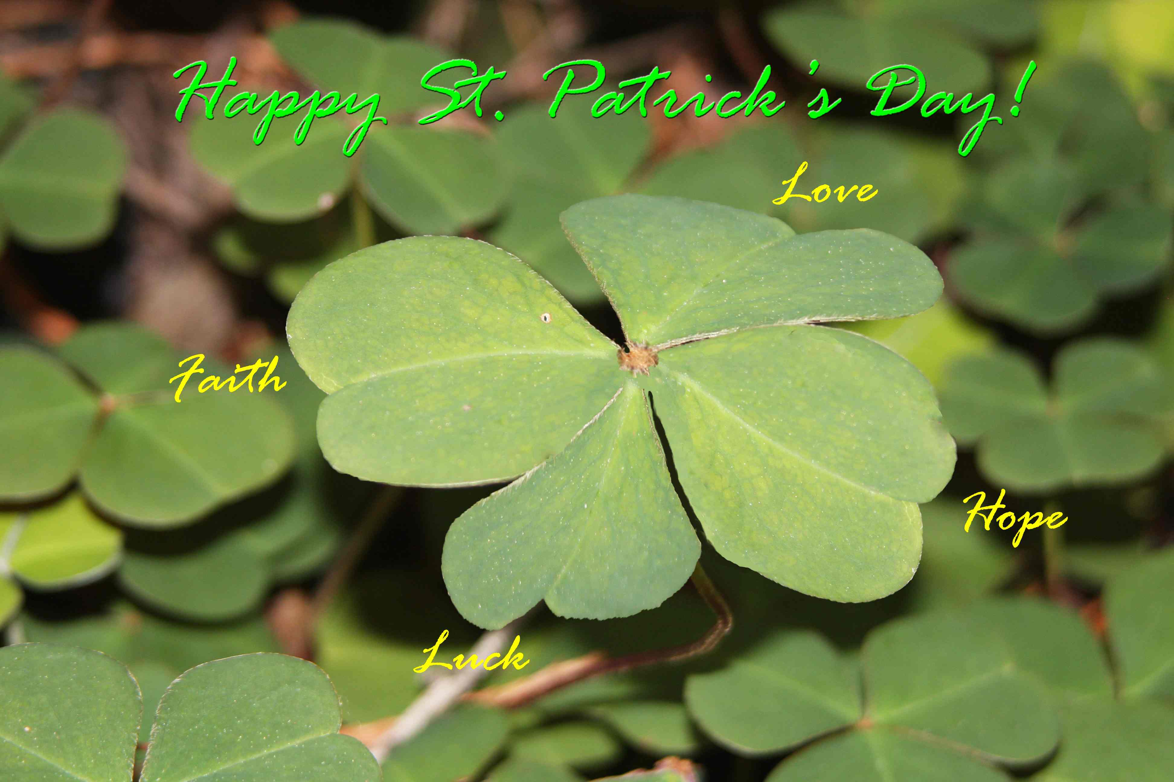 St. Patrick's Day Four Leaf Clover
